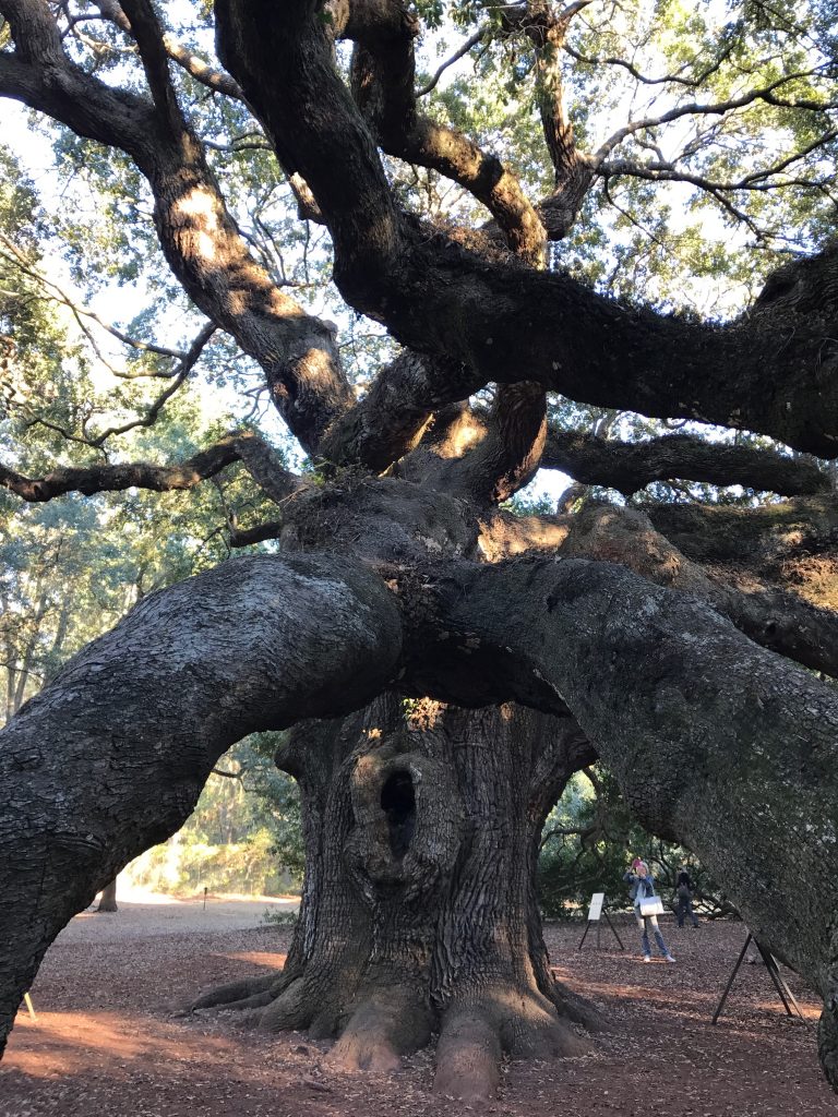 Angel Oak, is estimated to be 500 years old.