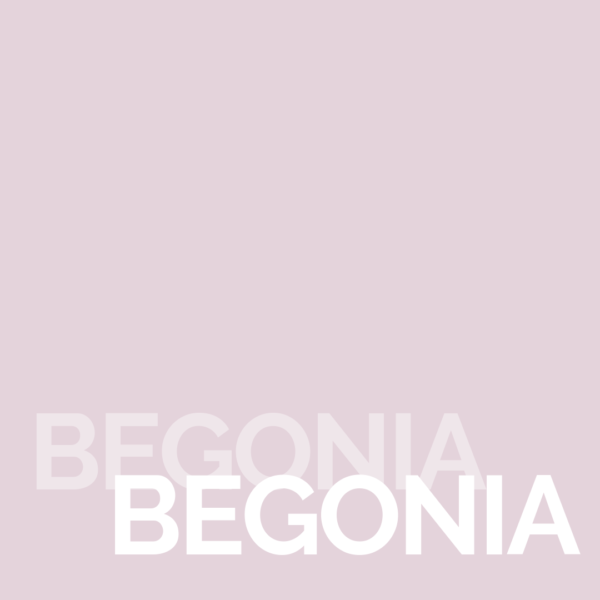 Begonia Begonia